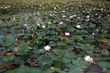 Lotus Field
