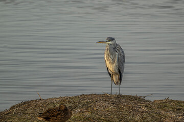 great blue heron ardea cinerea