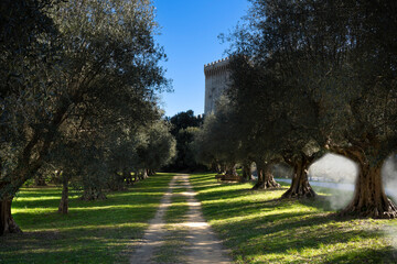 park with olive trees overlooking the tower in the village of castiglione del lago