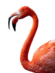 Fototapeta premium Flamingo portrait isolated on white background