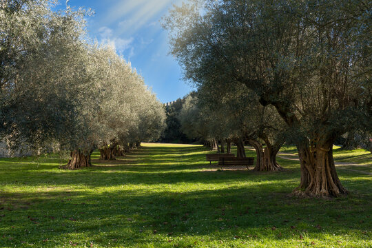park with olive trees in the village of castiglione del lago