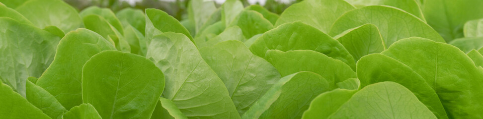 Pano image of butter lettuce growing in aquaponic tanks closeup