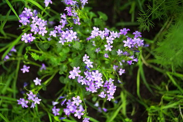Obraz premium Closeup of lilac little bellflower flowers and grass.