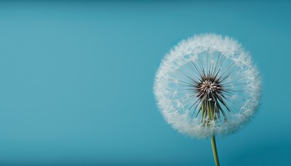 a dandelion on a blue background with a small drop of water on the dandelion it is floating in the air and the air.