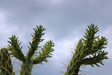 Large cactus in Larnaca, Cyprus
