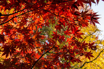 Red leaves of Japanese maple in a sunny Novermber day