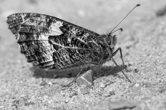 Black and white image of a Grayling Butterfly Hipparchia semele