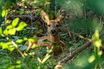 deer in the woods