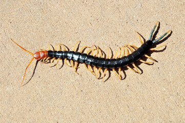 Giant Milipede New Mexico