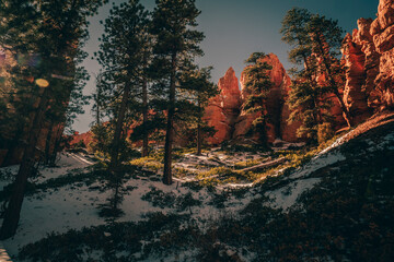 forests of bryce canyon