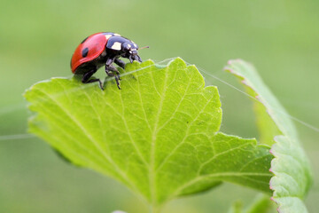 a seven-spotted ladybug walks on a green leaf of a tree