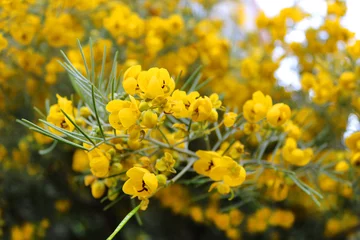 Gordijnen Beautiful yellow blooming flowers in Larnanca, Cyprus © Gelia