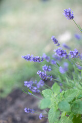lavender flowers close-up summer time