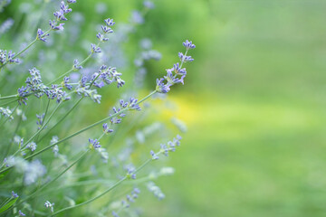 lavender flowers close-up summer time