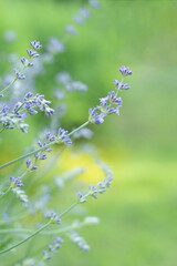 lavender flowers close-up summer time