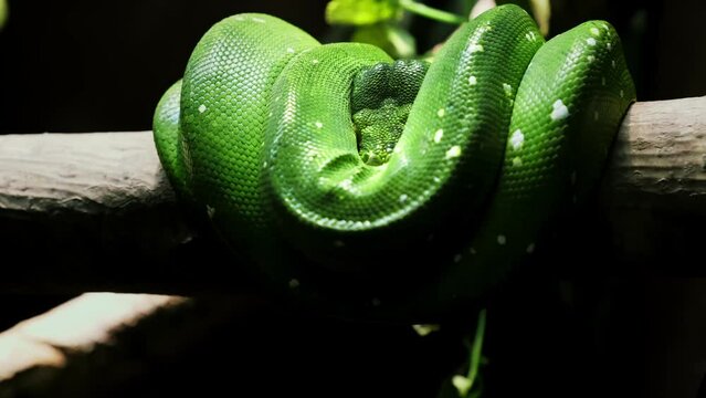 Green Tree Python on tree branch in zoo terrarium close-up. Morelia viridis. Big bright snake. Exotic animal. Wildlife. No people. 4K video footage. Found in Indonesia, Papua New Guinea and Australia.