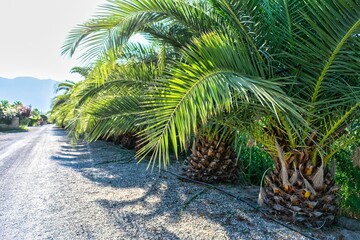 Fototapeta na wymiar palm trees alley in the garden