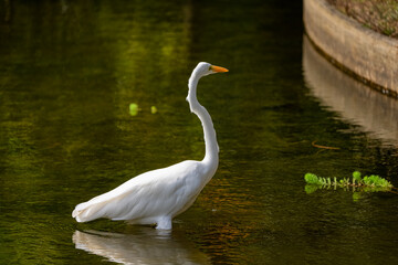 Fototapeta premium Animal themes: Garza Real also known as Great Egret standing on a pond.