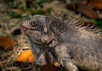 Animal themes: Iguana on the grass.