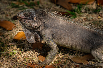 Animal themes: Iguana on the grass.