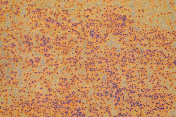 Abstract corroded colorful rusty metal background, rusty metal texture.