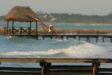 Brown Pelican flying over a pier - 570710859
