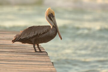 Brown Pelican standing on the edge of a pier