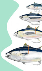 Aprende a diferenciar los atunes. En esta ilustración se muestran los principales del mercado pesquero. Tamaños relativos y diferencias sencillas para reconocerlos. - obrazy, fototapety, plakaty