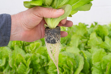 Hand holding lettuce harvested from an aquaponics garden system