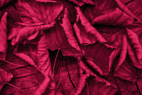 Toned purple fallen autumn dry red leaves on a tree stump. Viva magenta color. Trend 2023. Colorful background for design.