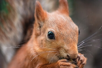 Obraz premium close up of a squirrel head in the park