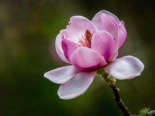 Magnolia flower isolated on a dark background, spring flower, blooming trees