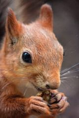 close up of a squirrel head in the park