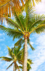 Coconut palm trees against the sky, summer holiday background.