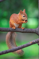squirrel on a tree