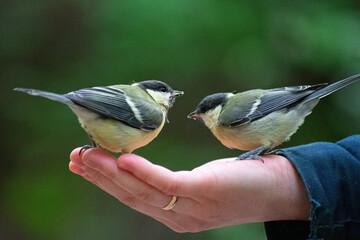 two tit in a hand