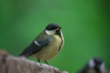 tit bird on a green background