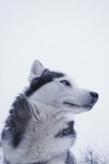 husky in snow