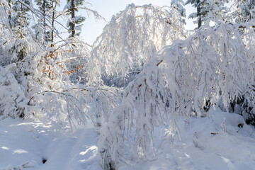 Tree branches bending under fresh heavy snow in the forest in Beskid Mountains, Poland.