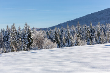 Winter landscape of Beskid Mountains in Poland, coniferous forest with spruces and fir trees covered with fresh white snow, mountains in the background.