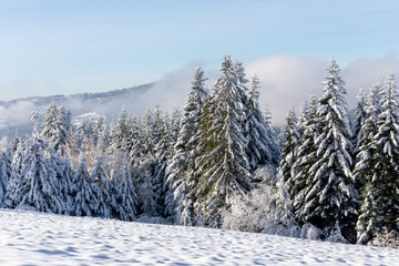 Winter landscape of Beskid Mountains in Poland, coniferous forest with spruces and fir trees covered with fresh white snow and mist, mountains in the background.