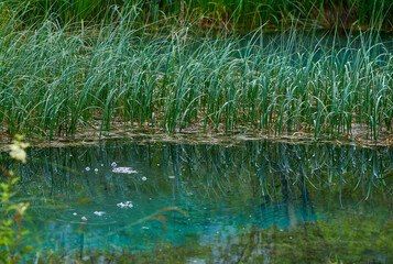Clear waters of a small lake on a rainy day in Zelenci nature reserve, Slovenia