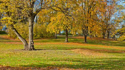 park in autumn, in the photo are trees in autumn, a meadow and fallen multi-colored leaves