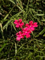 Obraz premium pink flower in the garden