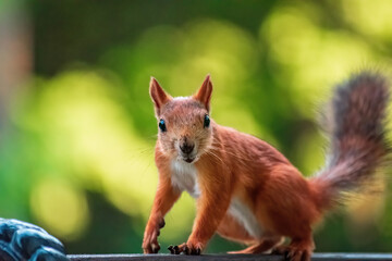 squirrel on a tree