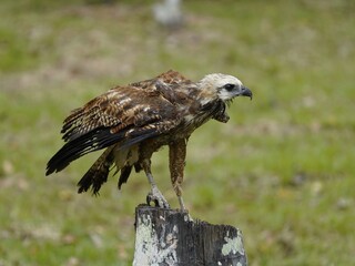 Black-collared Hawk (Busarellus nigricollis) Accipitridae family. Amazon, Brazil.