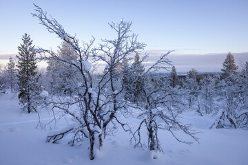 Fototapeta na wymiar Snow covered landscape at Lake Inari in Lapland, Finland