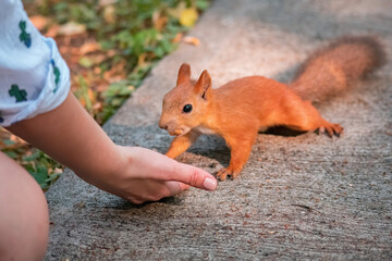 squirrel in the hand