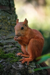 Naklejka na ściany i meble squirrel on the tree eating a nut
