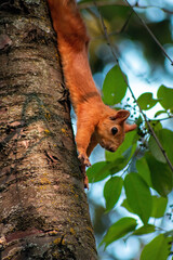 squirrel in tree